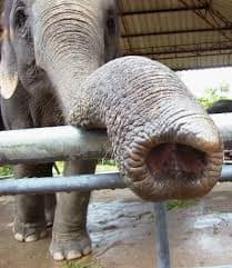 Samui Zoo Elephant